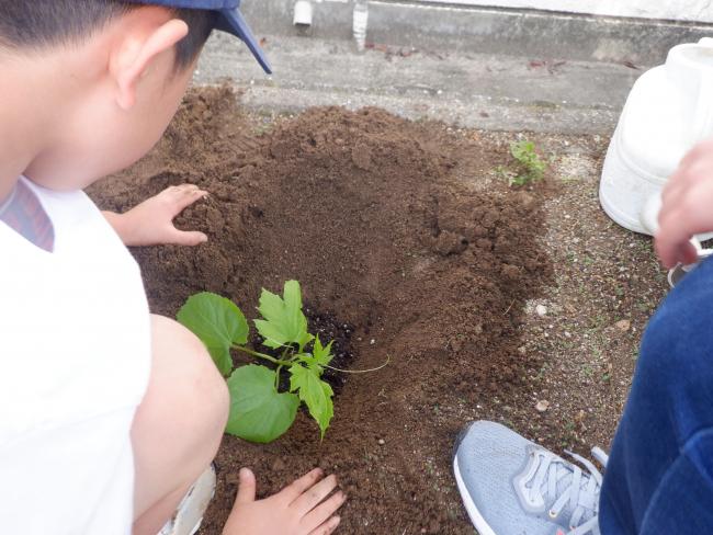 eco「苗植え」