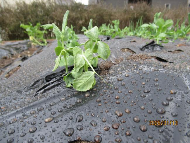 うすいえんどう