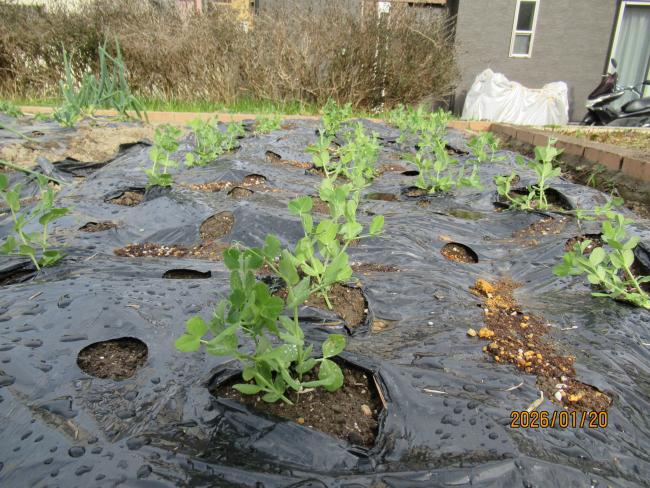 スナップエンドウ2