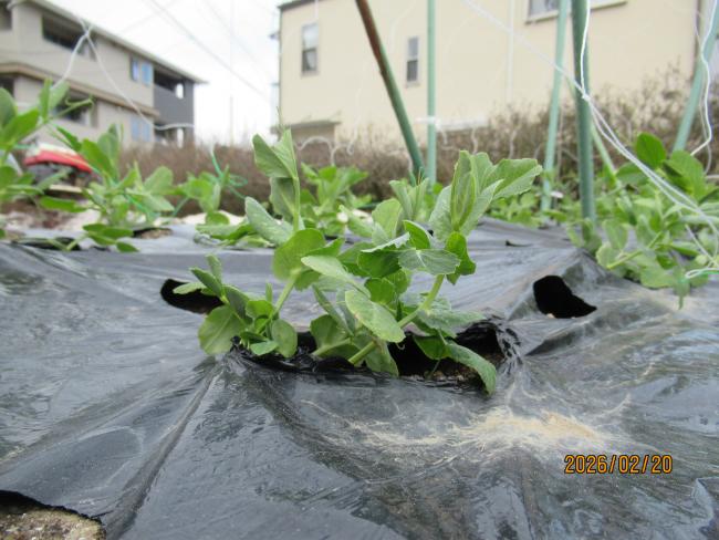 スナップエンドウ