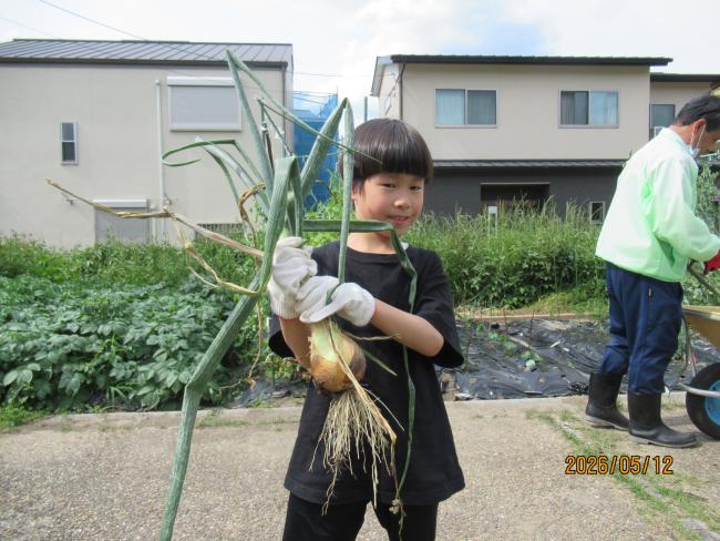 玉ねぎ3