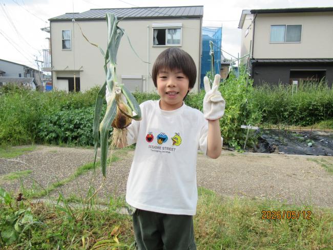 玉ねぎ7